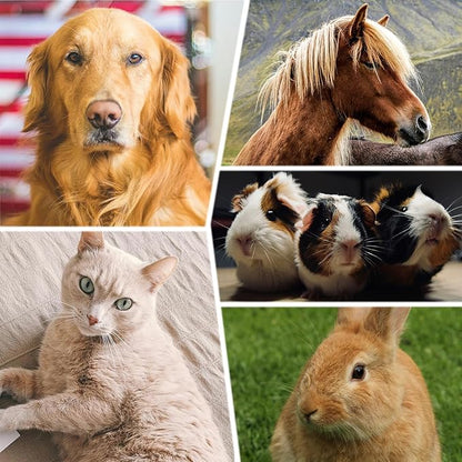 2PCS Dog and Cat Brush, Stainless Steel Pets Grooming Comb Kit, Detangler Deshedding Brush, Metal Knots Hair Remover 6.4" 7.5"