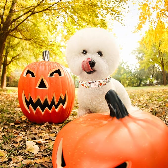 Lionheart glory Dog Collar Halloween Collar Dog Fall Dog Collars, Adjustable Heavy Duty Dog Collar for Large Dogs Pumpkin Collar Dog