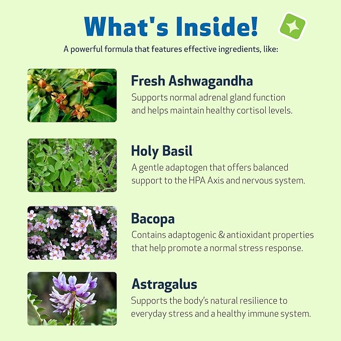 Pet Wellbeing Adrenal Harmony Gold for Dogs - Vet-Formulated - Adrenal Gland Supplement for Dogs, Ashwagandha, Astragalus, Bacopa, Holy Basil - Herbal Supplement  4 oz (118 ml)