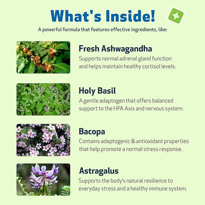 Pet Wellbeing Adrenal Harmony Gold for Dogs - Vet-Formulated - Adrenal Gland Supplement for Dogs, Ashwagandha, Astragalus, Bacopa, Holy Basil - Herbal Supplement  4 oz (118 ml)