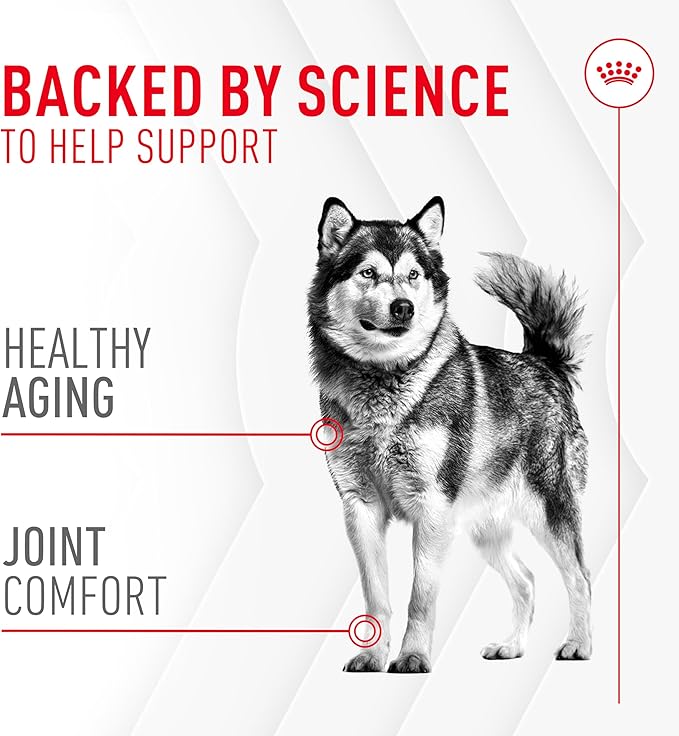 Royal Canin Joint Dog Supplement Soft Chews for Adult Dogs, 60 Count