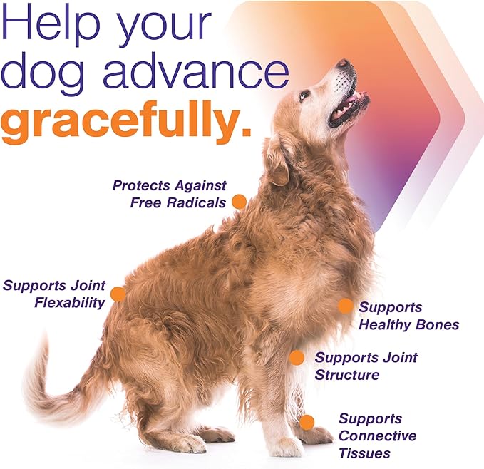 Advanced Joint Support Supplement for Small Dogs - Hip and Joint Support - Dog Joint Supplement - Hip and Joint Supplement Dogs - 120 Soft Chews (by Virbac)