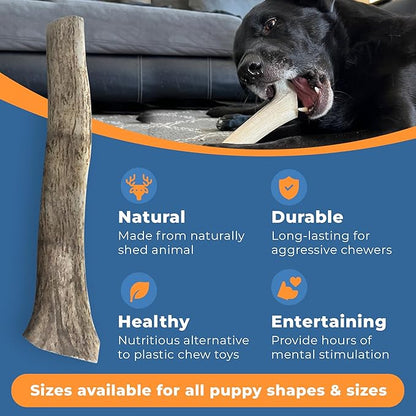 Elk Antlers for Dogs - Dog Antlers for Aggressive Chewers - USA Sourced Elk Antler for Dogs to Promote Oral Health - Long Lasting Antler Chews for Small, Medium, Large & XLarge Dogs