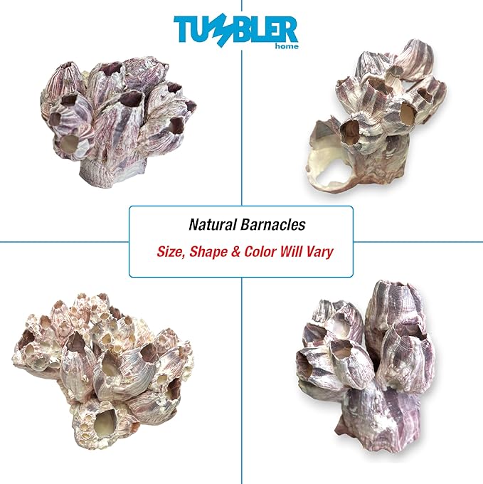 Tumbler Home Purple Barnacle Cluster for Aquarium Ornaments and Decor, Real Barnacles for Saltwater Aquariums, Fish Tank Decorations and Accessories, Coastal and Nautical Bathroom or Party Decoration