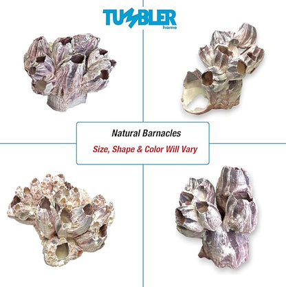 Tumbler Home Purple Barnacle Cluster for Aquarium Ornaments and Decor, Real Barnacles for Saltwater Aquariums, Fish Tank Decorations and Accessories, Coastal and Nautical Bathroom or Party Decoration
