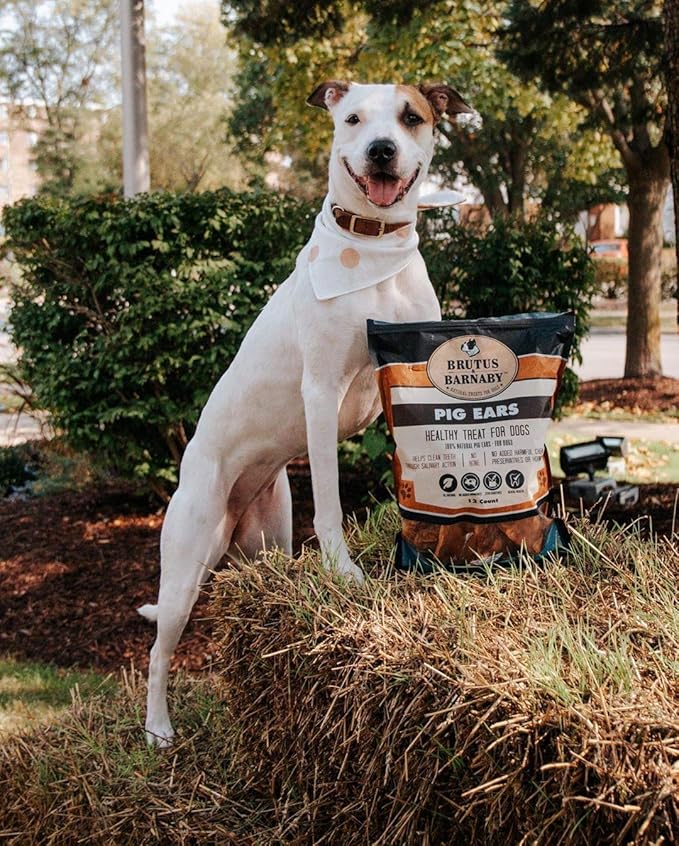 100% Natural Half Pig Ear Dog Treat, 40 pack, Our Healthy Dog Pig Ears Halves Are Easy To Digest, Chemical & Hormone Free Thick Cut Pig Ears For Dogs Aggressive Chewers, Great For Small Or Large Dogs