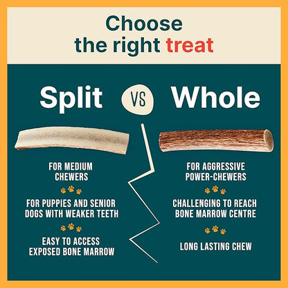 100% Natural - Elk Antlers for Dogs - Naturally Shed in USA - Long Lasting Chews for Aggressive Chewers - Natural, Real Dog Antler Treats & Toys - Dog Chews - No Odor & No Mess - Large