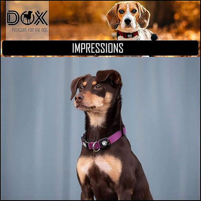 DDOXX Nylon Dog Collar - Reflective & Adjustable - for Dogs Large & Small - Collar for Dogs, Cats & Puppies - Large Wide Dog Collars/Cat Collars/Puppy Collars - Dog Accessories - Purple, M
