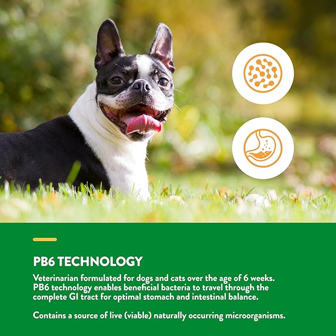 NaturVet  Advanced Probiotics & Enzymes - Plus Vet Strength PB6 Probiotic | Supports and Balances Pets with Sensitive Stomachs & Digestive Issues | for Dogs & Cats (8 oz)