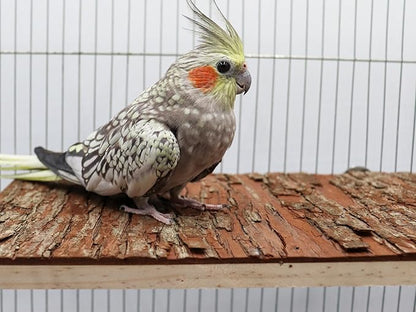 15.7 _ 11.8 inch Large Bird Perch Stand Platform, Natural Wooden Small Animals Cage Accessories, Rectangle Stand Perch Shelf for Parrot Parakeet Cockatiel Rat Hamster Guinea Pig Conures Chinchillas