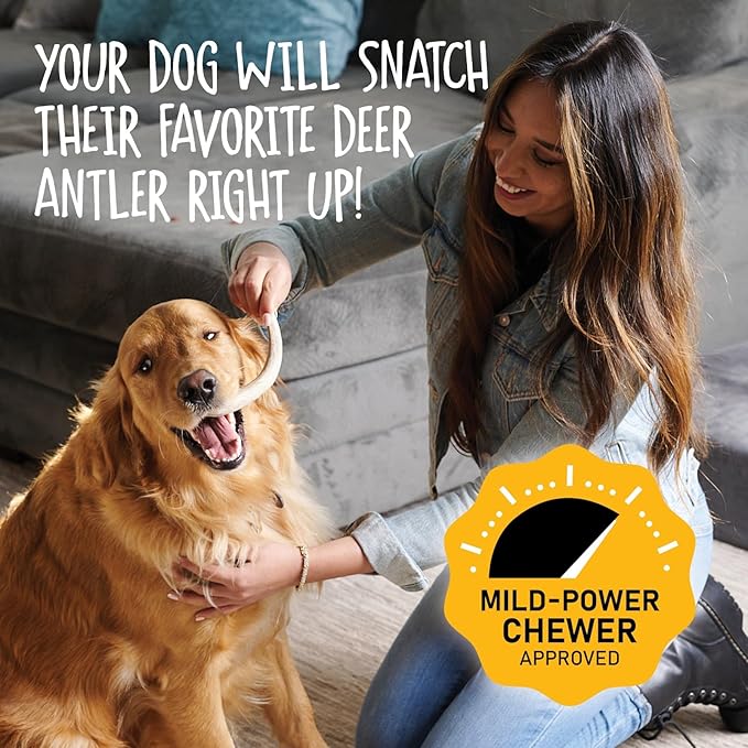 Snatchers Whole Elk Antlers for Mild to Aggressive Chewers  Durable, Naturally Shed Antlers for Dogs Processed in the USA with No Additives  Vitamin-Rich Dog Treats for Fun & Health (Medium 1 Count)