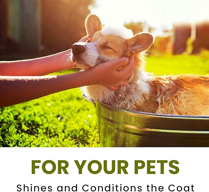 Dog Shampoo and Conditioner - Aromatic Tearless Shampoo for Cleansing, Grooming, and Conditioning - Moisturizing Anti Itch Shampoo for Dogs and Puppies - Ultra Sensitive Olive Oil, 1 Gallon