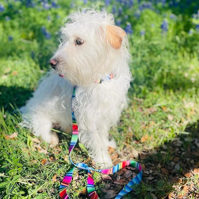 Lucky Love Dog Collars, Rainbow Striped Dog Collar for Medium Dogs, Vivid Pattern Girl or Boy Dog Collars, Nacho, Medium