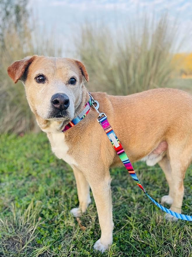 Lucky Love Dog Collars, Rainbow Striped Dog Collar for Tiny Dogs, Vivid Pattern Girl or Boy Dog Collar, Nacho, X-Small