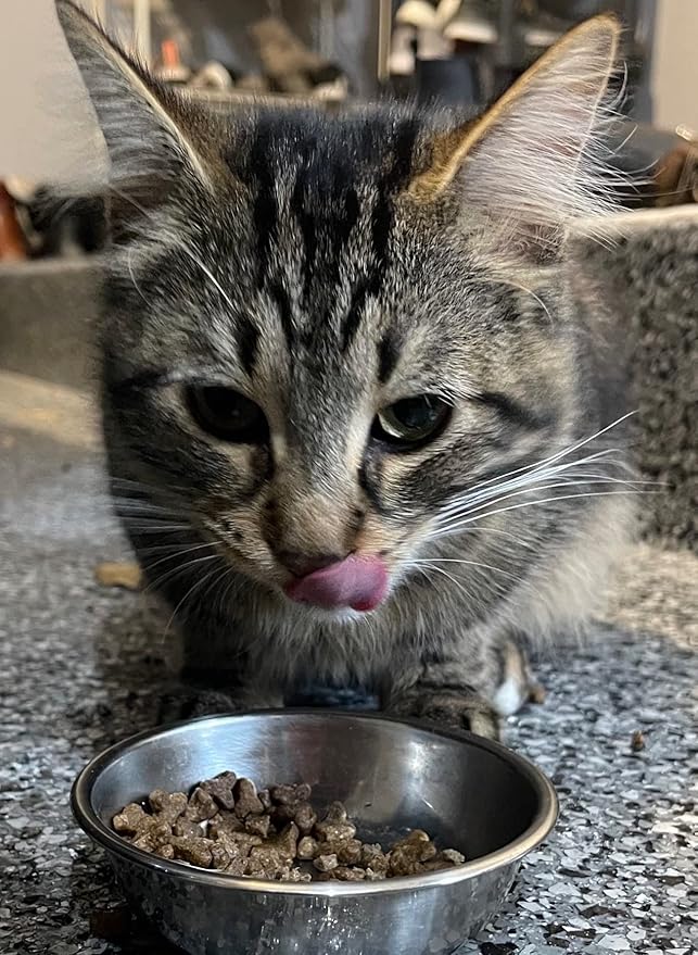 Bench & Field Holistic Natural Premium Adult Dry Cat Food, Chicken Meal and Brown Rice Recipe 3 lb Bags (Pack of 3)