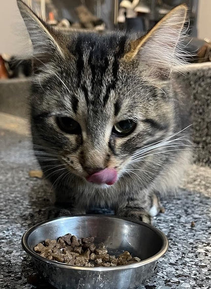 Bench & Field Holistic Natural Premium Adult Dry Cat Food, Chicken Meal and Brown Rice Recipe 3 lb Bags (Pack of 3)