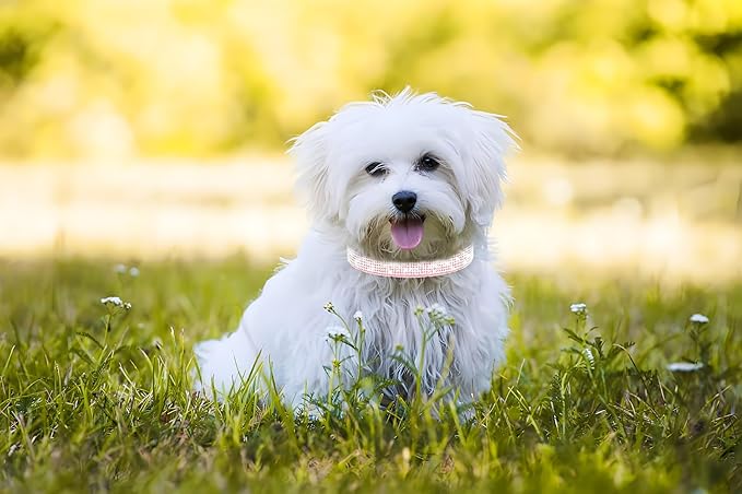Bling Dog Collars for Small Dogs, XXS Dog Collar with Rhinestone Diamond Crystal Glitter Girls Dog Collars for Puppy XXS XS Small Dogs and Cats, Dark Pink, XXS