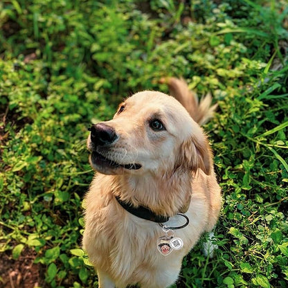 Dog Tags Personalized QR Code, Retro Brass Personalized Pet ID Tags Modifiable Pet Online Profile, Multiple Emergency Contact, Scan QR Code Send Pet GPS Location Email (Labrador Retriever-1)