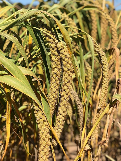 Nemeth Farms–Natural Sun Dried Millet Spray for Pet Birds–Bulk Parrot Seed Treats and Parrot Food–Natural Non GMO Millet Spray–Cockatiels Lovebirds Parakeet 2 lbs.