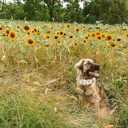 Elegant little tail Dog Collar,Sunflower Pattern Pet Collar Cute Durable Spring Female or Male Adjustable Cotton Pet Collar with Quick Release Buckle for X-Small Puppy