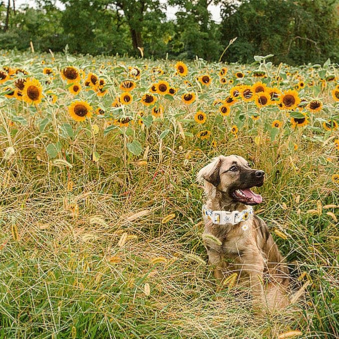 Elegant little tail Dog Collar,Sunflower Pattern Pet Collar Cute Durable Spring Female or Male Adjustable Cotton Pet Collar with Quick Release Buckle for Medium Dogs