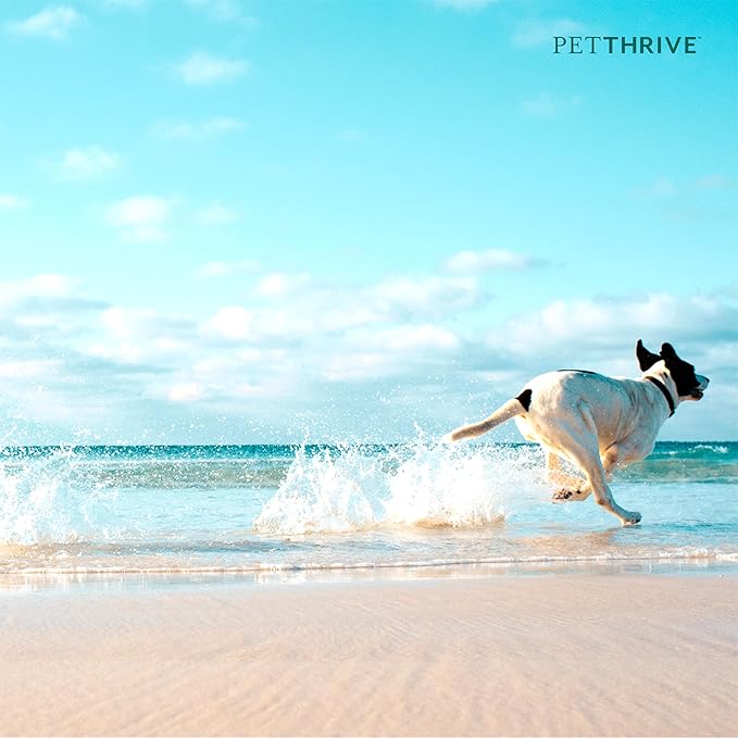 Dog Hip and Joint Support Supplement Soft Chews with Resveratrol, Glucosamine, Chondroitin, Hyaluronic Acid, Bacon Flavor, Large Breed