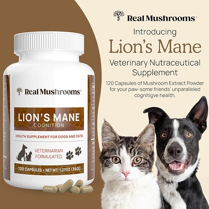 Real Mushrooms Lion_ Mane Pet Mushroom Supplement  Pet Wellbeing Capsules  for Cat & Dog Supplement & Vitamins  Support Mindful Routines  Organic, Vegan, Non-GMO, 120 Count