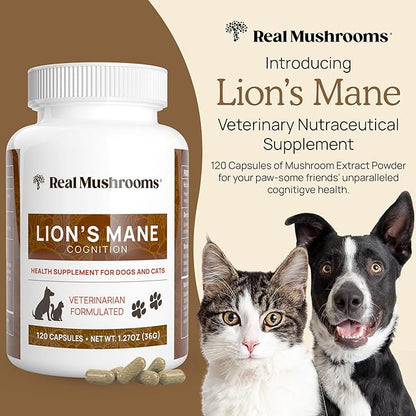 Real Mushrooms Lion_ Mane Pet Mushroom Supplement  Pet Wellbeing Capsules  for Cat & Dog Supplement & Vitamins  Support Mindful Routines  Organic, Vegan, Non-GMO, 120 Count