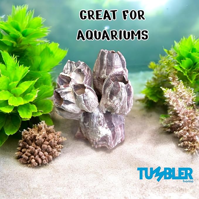 Tumbler Home Purple Barnacle Cluster for Aquarium Ornaments and Decor, Real Barnacles for Saltwater Aquariums, Fish Tank Decorations and Accessories, Coastal and Nautical Bathroom or Party Decoration