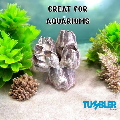 Tumbler Home Purple Barnacle Cluster for Aquarium Ornaments and Decor, Real Barnacles for Saltwater Aquariums, Fish Tank Decorations and Accessories, Coastal and Nautical Bathroom or Party Decoration
