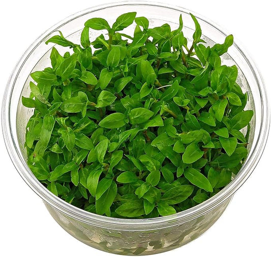 Tissue Culture Live Aquarium Plants | in Vitro Freshwater Aquatic Plants for Small Aquariums and Foreground (Staurogyne Repens)