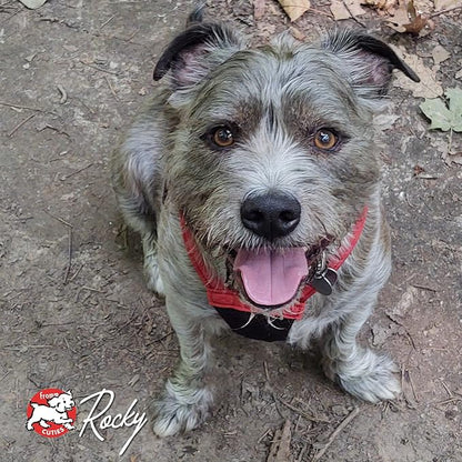 Fromm Four-Star Nutritionals Lamb with Cranberry Dog Treats - Premium Oven Baked Dog Snacks - Lamb Recipe - Pack of (3) 8 oz Bags