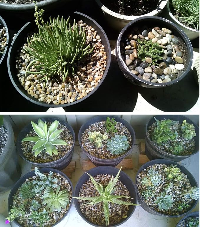 Voulosimi River Rock Stones, Natural Decorative Polished Mixed Pebbles Gravel,Outdoor Decorative Stones for Plant Aquariums, Landscaping, Vase Fillers (9 LB, Mixed Colors)