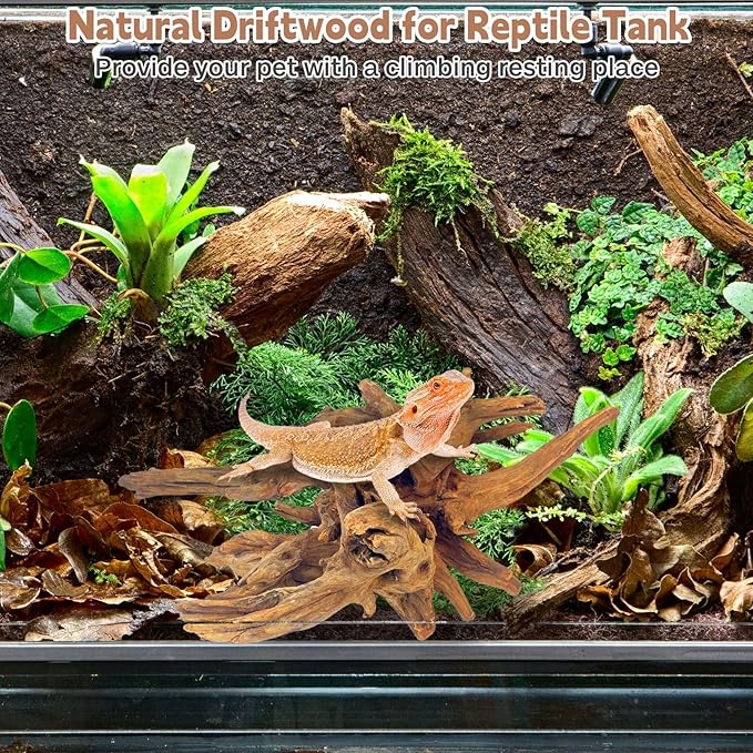 PINVNBY Natural Large Driftwood for Aquarium Fish Tank Decorations, Driftwood for Reptile Tank Bearded Dragon Tank Accessories Terrarium Decor (7.5 to 14.5 inches / 2 Pack)