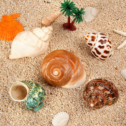 5PCS Medium and Large Hermit Crab Shells | Natural Sea Conch Size 2.2" - 3.4", Opening Size 1.5" - 2" | Turbo Seashells for Hermit Crab Supplies and Beach Decoration Medium Large Sea Shell
