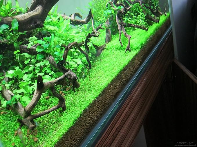 Tissue Culture Live Aquarium Plants | in Vitro Freshwater Aquatic Plants for Small Aquariums and Foreground (Monte Carlo)