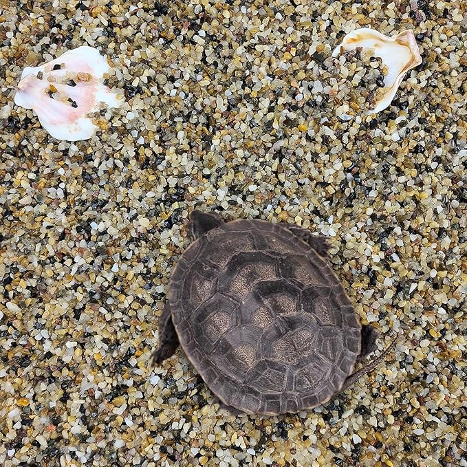 20lbs Fish Tank Sand, 1/16 inch Small Aquarium Gravel. Decorative Pea Gravel River Rocks for Air Plants, Vase Fillers, Landscaping and Succulent Soil Cover