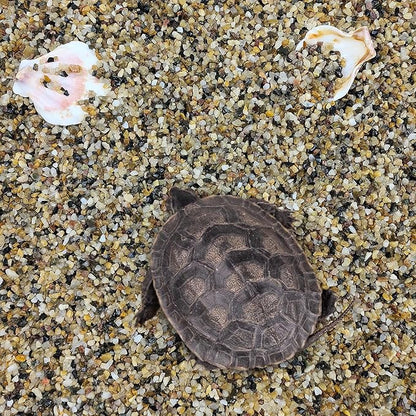 10 lbs Aquarium Sand, 1/16 Inch Fish Tank Gravel. Decorative Coarse Sand Pea Gravel for Aquarium Substrate, Terrariums, Vase, Plant, Soil Cover and Outdoor Landscaping Small River Rocks