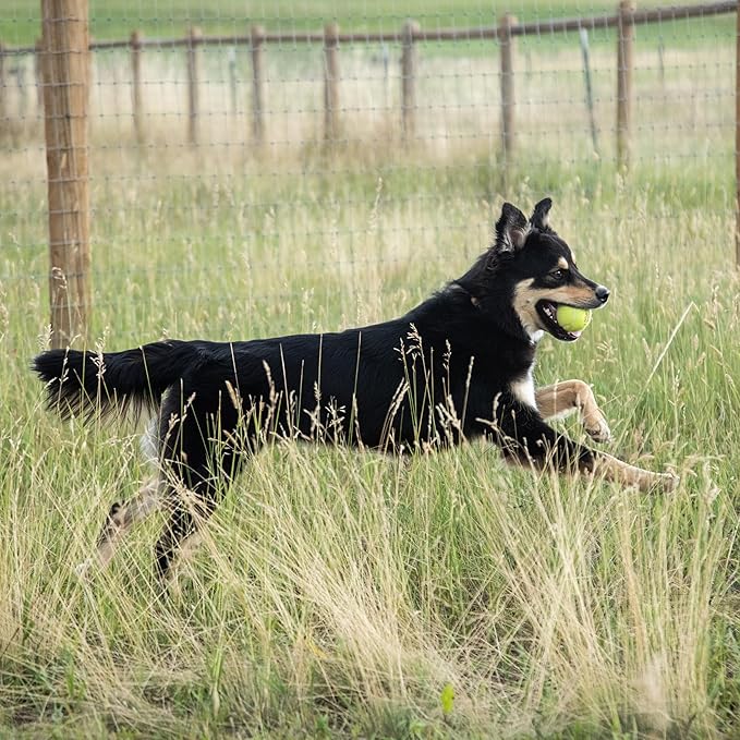 InClover Connectin Natural Hip & Joint Supplement for Dogs with Glucosamine, Chondroitin & Hyaluronic Acid - Tablet for Dog Mobility, Comfort & Active Lifestyle Support, 50 Count