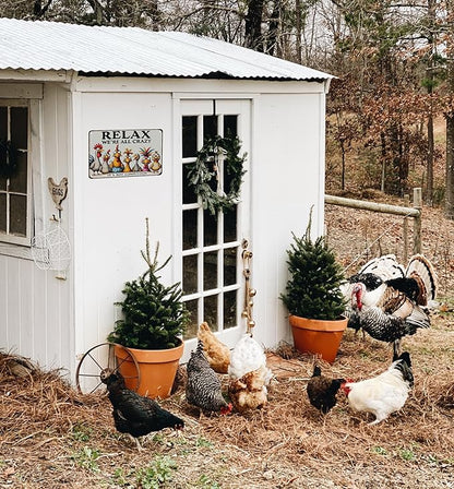Funny Chicken Gifts Relax We‘re All Crazy It's Not Competition Tin Sign for Home Farm Chicken Coop Farmhouse Kicthen Garden Decor 8 X 12 Inch (3621)
