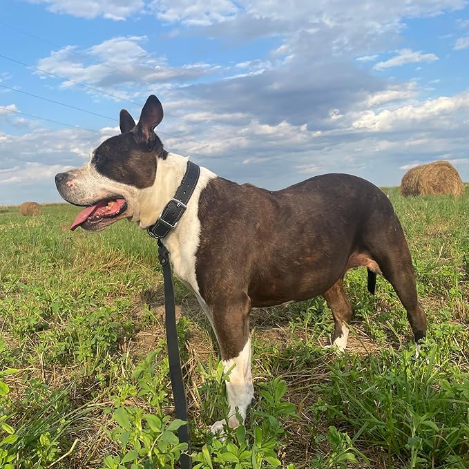 ADITYNA Heavy Duty Leather Dog Collar for Large Dogs - Soft and Strong Leather Dog Collar for Walking and Training (Large: Fit 17" - 23" Neck, Black)