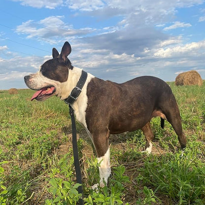 ADITYNA Heavy Duty Leather Dog Collar for Large Dogs - Soft and Strong Leather Dog Collar for Walking and Training (Large: Fit 17" - 23" Neck, Black)