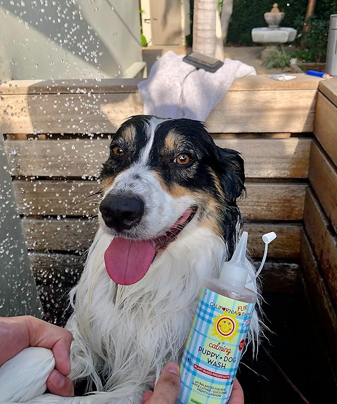 California Baby Hypoallergenic Dog Shampoo + Conditioner | 100% Plant-Based Ingredients | Lavender Scent | pH Balanced for Pets | Soothing Organic Calendula + Aloe + Apple Cider Vinegar