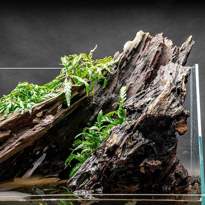 Ultum Nature Systems Driftwood - Dragon Drift Wood for Fish Tank, Planted Tank, Terriarium, Paludarium - Versatile Natural Driftwood Decor, Events Wood Centerpiece - Dragon Wood, M 11-16", 5 Pack