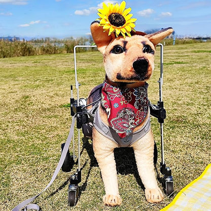 Dog Wheelchair,Lightweight Aluminum Frame with Handle,Extended Leg Straps,Includes Leash,Fits Pugs,French Bulldogs,and Schnauzersï¼_iddle Sizeï¼/Beagle,Corgi,and Cocker Spanielï¼_arge Sizeï¼