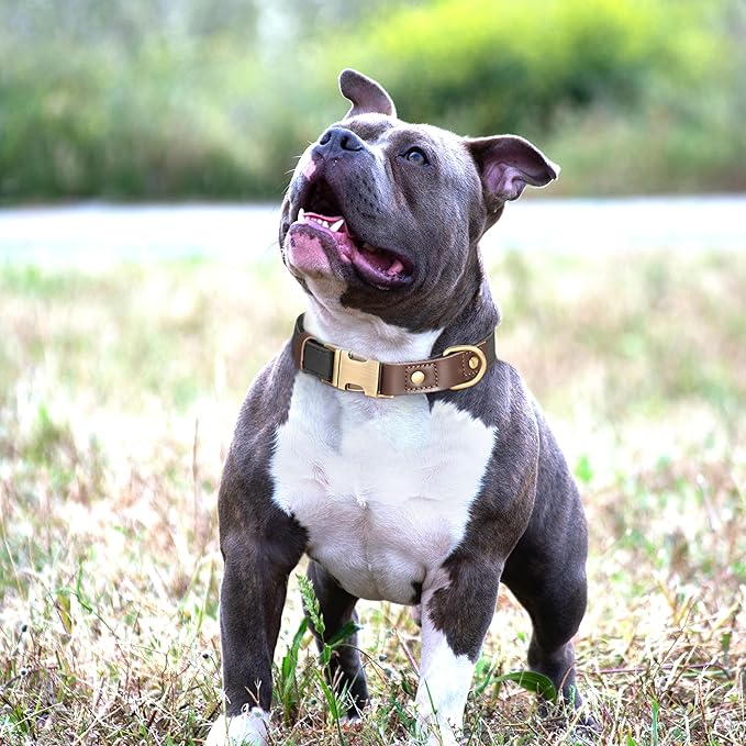 Didog Soft Padded Leather Dog Collars for Small Dogs, Classic Heavy Duty Dog Collar with Quick Release Metal Buckle, Adjustable Small Dog Collar Leather,Black,S