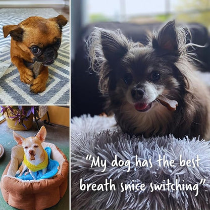 Earthbones (Formerly Terrabones) Dental Chews, Dog Teeth Cleaning Treat, Large, 6 Treats