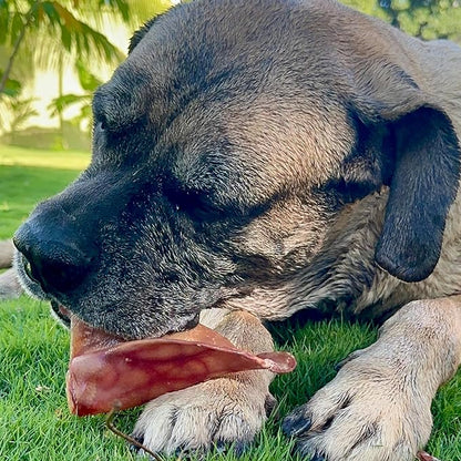 SUPER CAN BULLYSTICKS Half Pig Ears for Dogs (30 Count) All Natural Dog Treats Pig Ears - Healthy Dog Treats - Pig Ears for Dogs Large - Natural Dog Chews - Pigs Ears for Large Dogs, Medium & Small