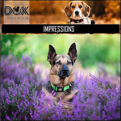 DDOXX Nylon Dog Collar - Reflective & Adjustable - for Dogs Large & Small - Collar for Dogs, Cats & Puppies - Large Wide Dog Collars/Cat Collars/Puppy Collars - Dog Accessories - Purple, M