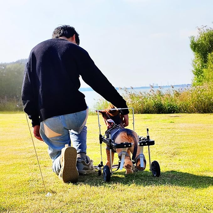 Dog Wheelchair,Lightweight Aluminum Frame with Handle,Extended Leg Straps,Includes Leash,Fits Pugs,French Bulldogs,and Schnauzersï¼_iddle Sizeï¼/Beagle,Corgi,and Cocker Spanielï¼_arge Sizeï¼